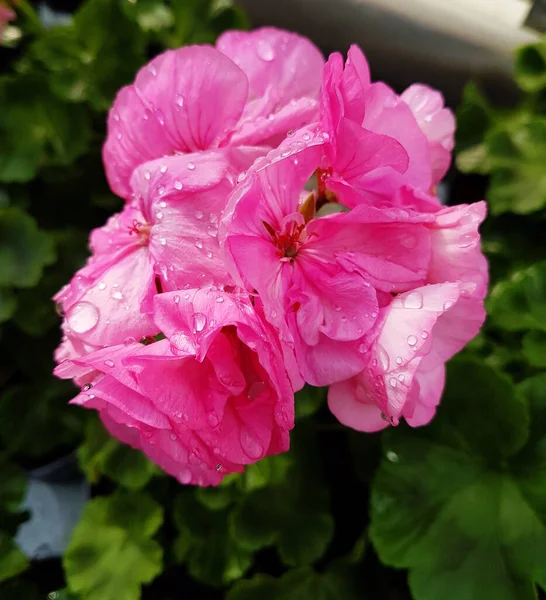 Różowy Kwiat Geranium Kroplami Wody — Zdjęcie stockowe