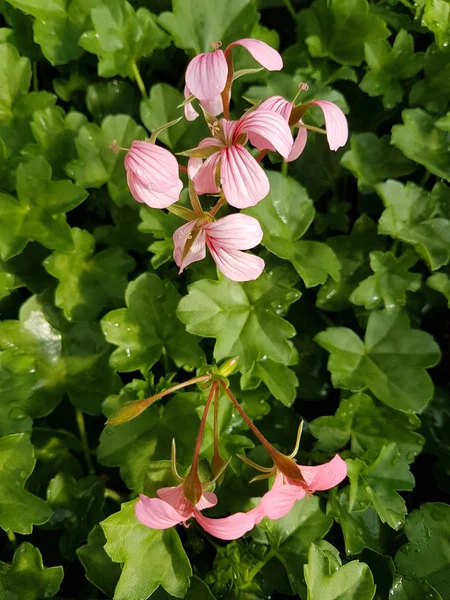 Jasnoróżowe Geranium Kwiaty Bliska — Zdjęcie stockowe