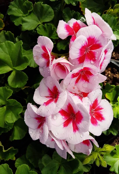 Wielokolorowe Różowe Geranium Kwiaty — Zdjęcie stockowe