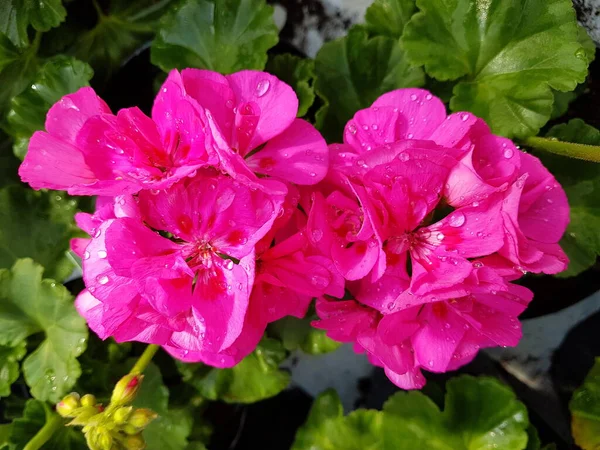 Różowy Geranium Kwiat Zbliżenie — Zdjęcie stockowe