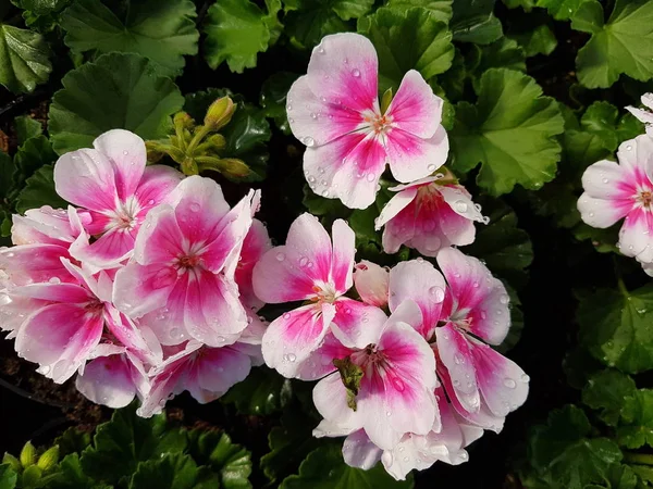 Wielokolorowe Kwiaty Geranium Zbliżyć — Zdjęcie stockowe