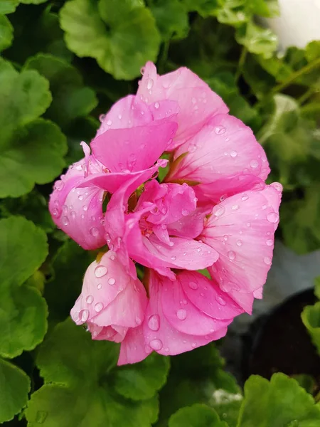 Roze Geranium Bloem Met Waterdruppels — Stockfoto