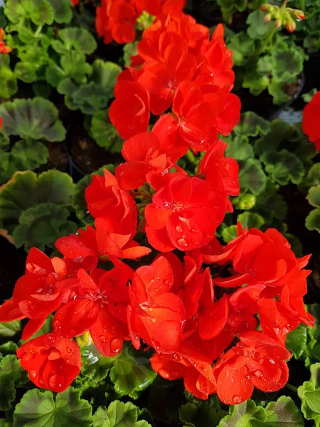 Heldere Rode Geraniums Sluiten — Stockfoto