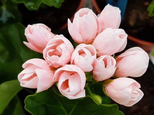 Rosa Claro Bonito Pelargonium Tulipa Gerânios Tulipa Rosa Pastel — Fotografia de Stock