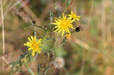 Baharda sarı tussilago çiçeği