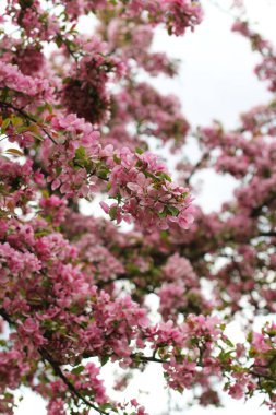 İlkbaharda ağaçta pembe çiçekler açar.