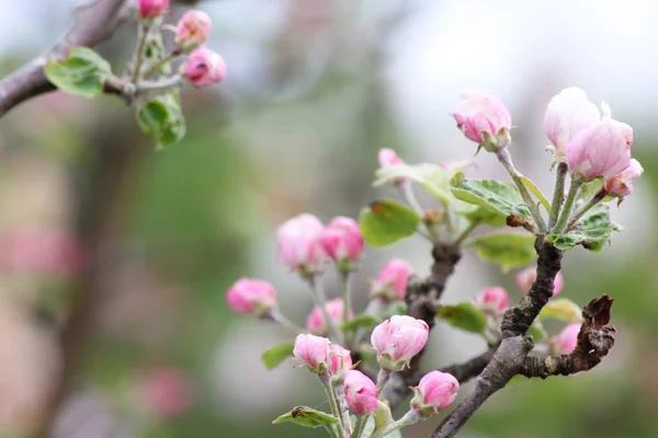Hermoso Árbol Frutas Rosas Flores Primavera —  Fotos de Stock