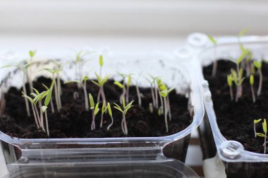 Ev yapımı domates bitkileri.