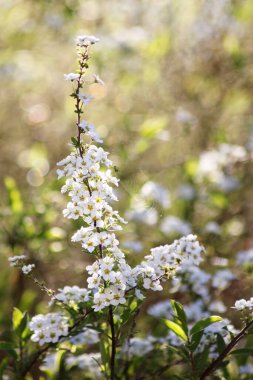 Baharda beyaz spiraea çiçekleri. Arkaplanda seçici odak ve bokeh.