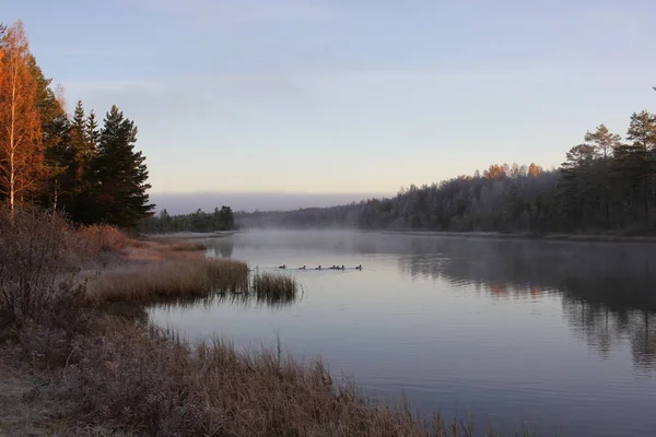 Amanecer Temprano Sobre Río Misterioso Con Aves Acuáticas Nadando Través — Foto de Stock