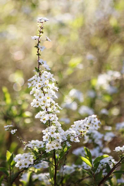 Flores Spiraea Blanca Primavera Enfoque Selectivo Bokeh Segundo Plano —  Fotos de Stock