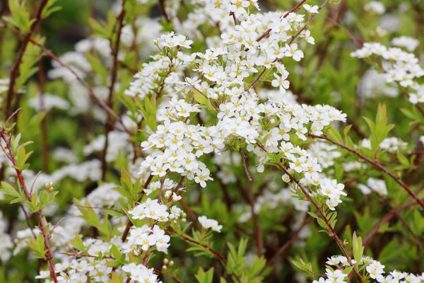 Espiraea Blanca Flores Jardín —  Fotos de Stock