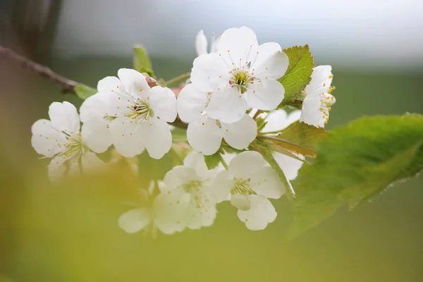 Hermosas Flores Árboles Frutales Blancos Primavera —  Fotos de Stock