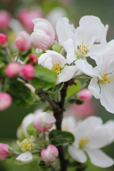 Primavera Florece Rosa Árbol Blanco Frutas —  Fotos de Stock