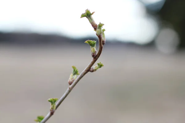 Spring Here Tiny Leaves Starting Grow Branch Springtime — Stock Photo, Image