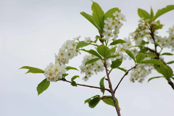 Fleurs Blanches Dans Arbre Printemps — Photo