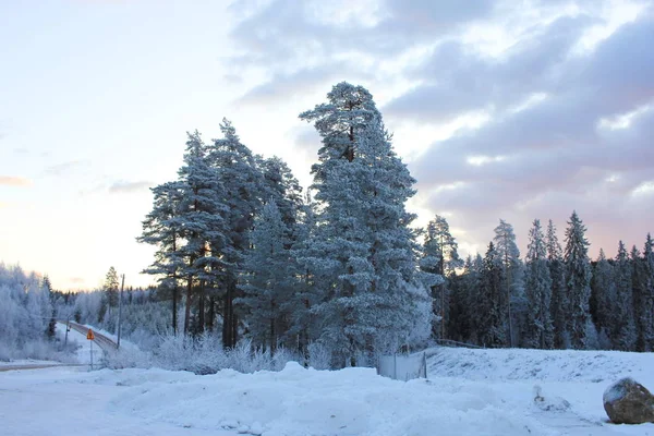 Téli Táj Svédországban Svéd Erdő Országút Decemberben — Stock Fotó