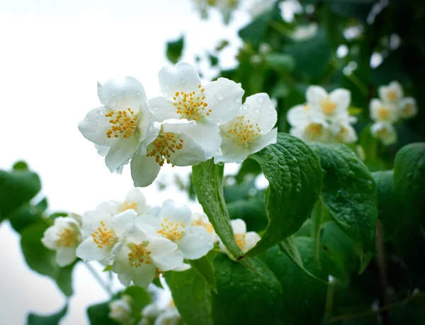 Λευκά Άνθη Στο Δέντρο Την Άνοιξη — Φωτογραφία Αρχείου