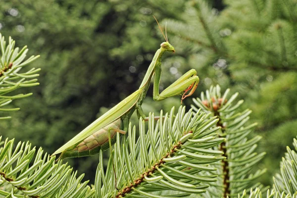 Mantis europea — Foto de Stock