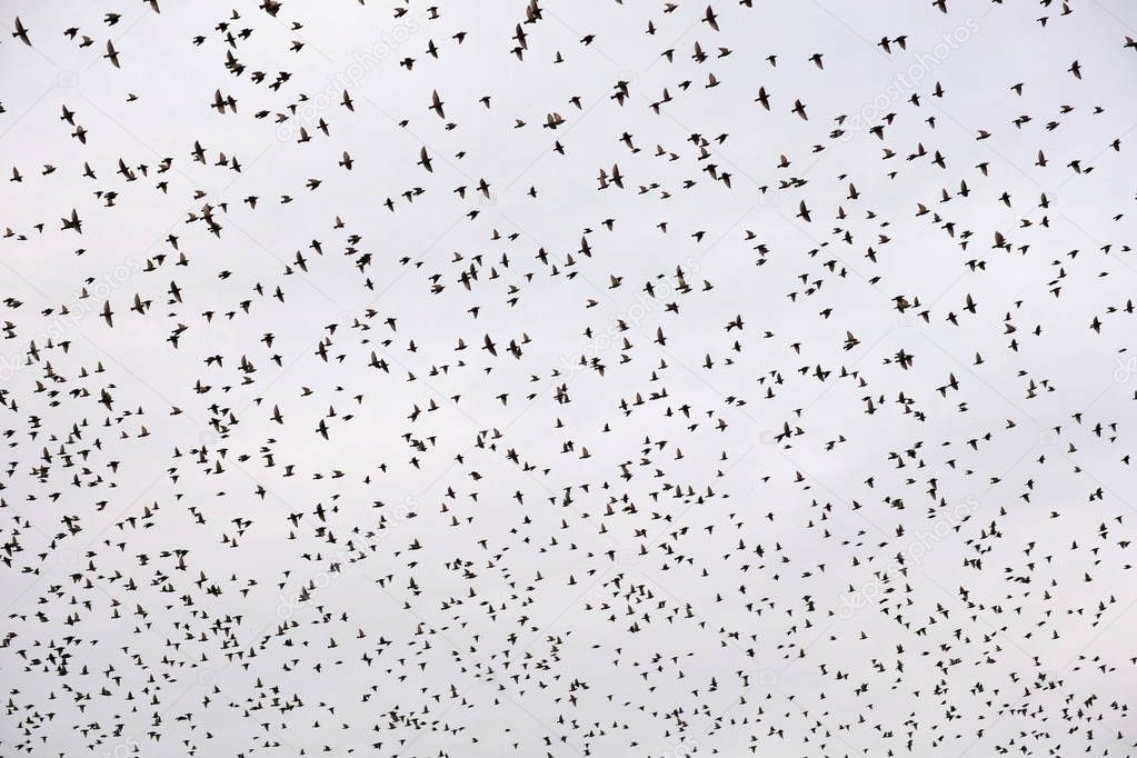 european starlings in flight