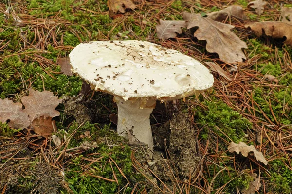 Europees wit ei, bebaarde amanita — Stockfoto