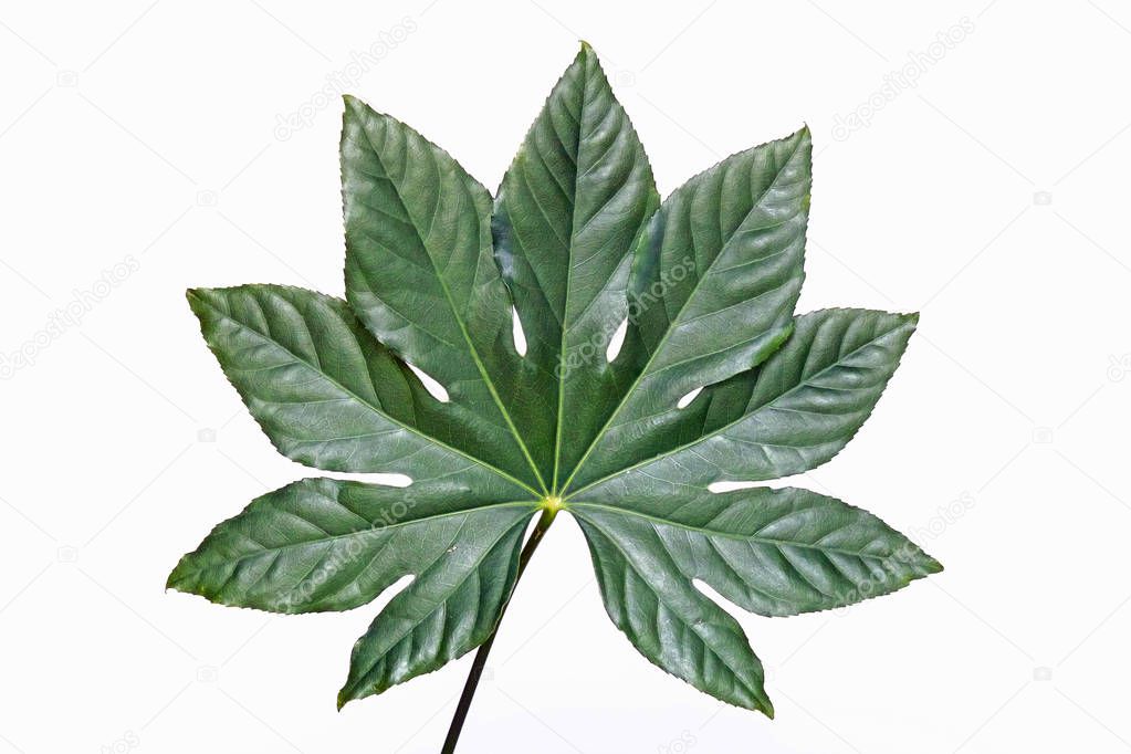 fatsia japonica leaf