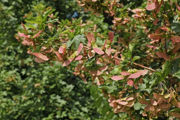 Arce de campo, rama con frutos y hojas — Foto de Stock