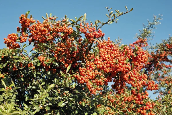 Firethorn shrub — Stock Photo, Image