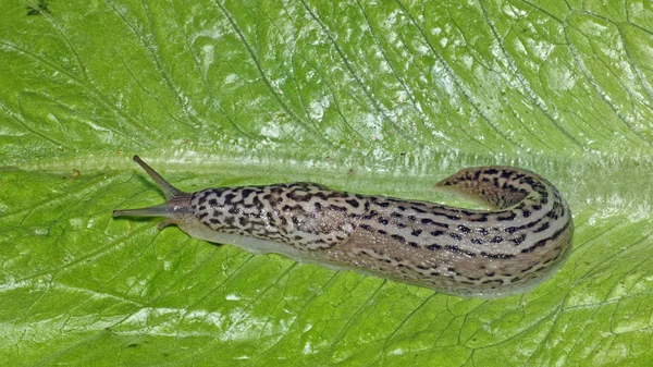 Lumaca da campo — Foto Stock