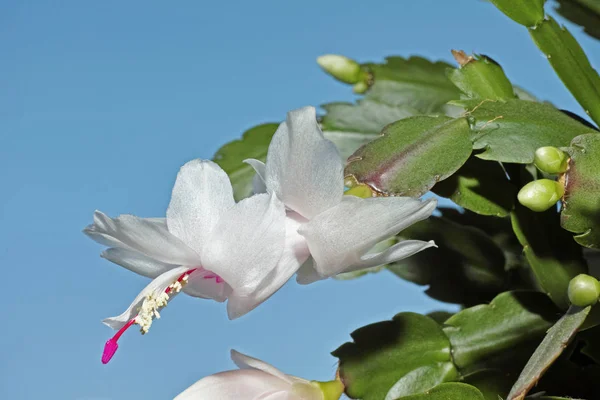 Flower of the christmas cactus — ストック写真