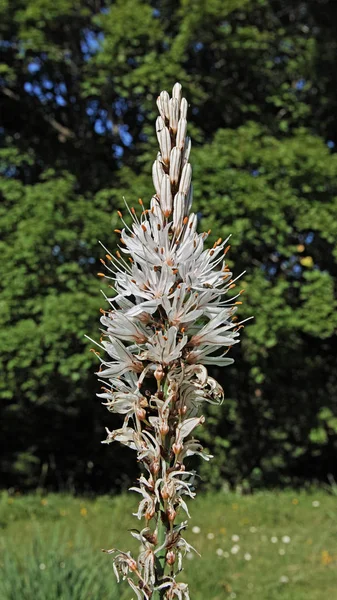 Bloem van witte asfalt — Stockfoto