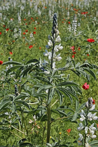 Planta con flores de altramuz blanco — Foto de Stock