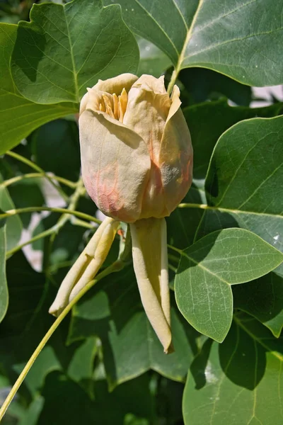 郁金香花 — 图库照片