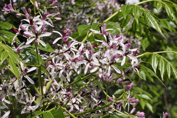 Bloemen en bladeren van chinaberry boom — Stockfoto