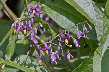 flowers of bittersweet, solanum dulcamara clipart