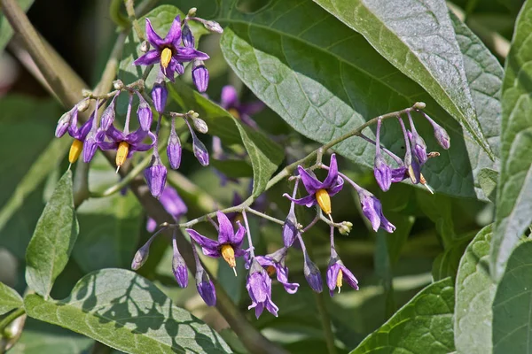 苦味のあるソランデュルカマラの花 — ストック写真