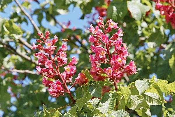 イソキュラスxカーネアの花 — ストック写真
