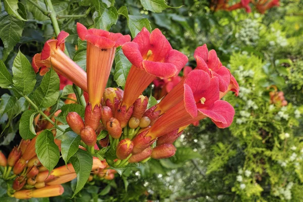 ビニョニアの花 — ストック写真