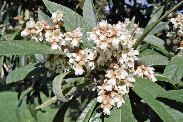 ビワの木の花 — ストック写真