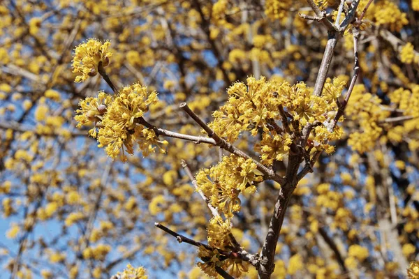 ヨーロッパの核の花 — ストック写真