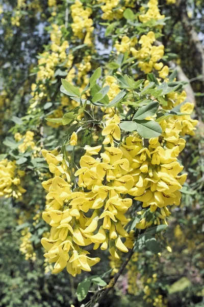 Flores de laburnum común — Foto de Stock
