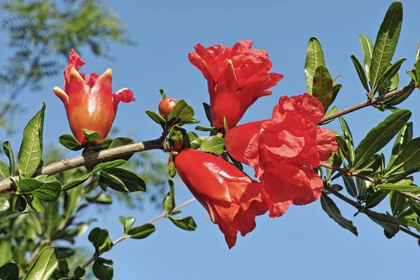 Flores de Granada — Foto de Stock