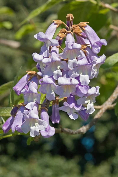 Bloemen van prinsessenboom, paulownia tomentosa — Stockfoto