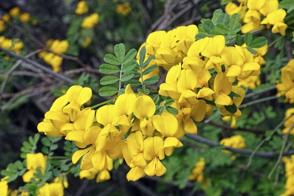 Blüten des Skorpions senna — Stockfoto