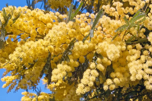 Flowers of silver wattle — Stock Photo, Image
