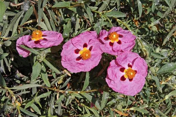 Flores de la planta de rosas de roca —  Fotos de Stock
