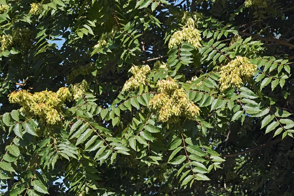 Follaje y semillas del árbol del cielo — Foto de Stock