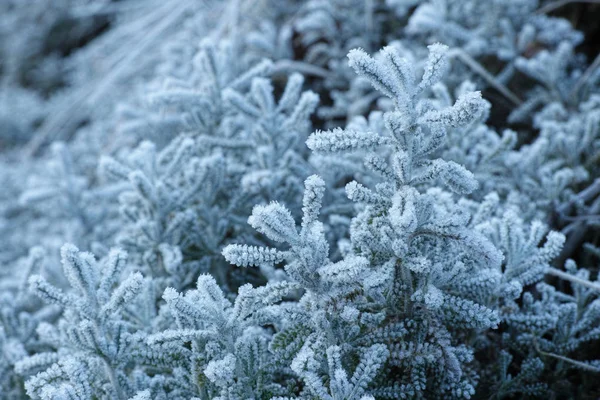 Frost on a seedling — Stock Photo, Image