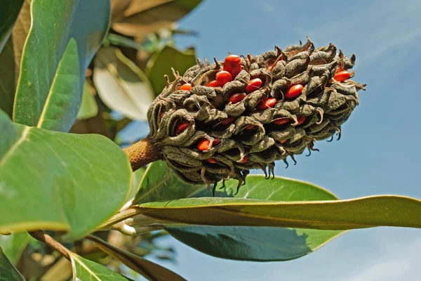 Frutos y semillas de magnolia meridional — Foto de Stock