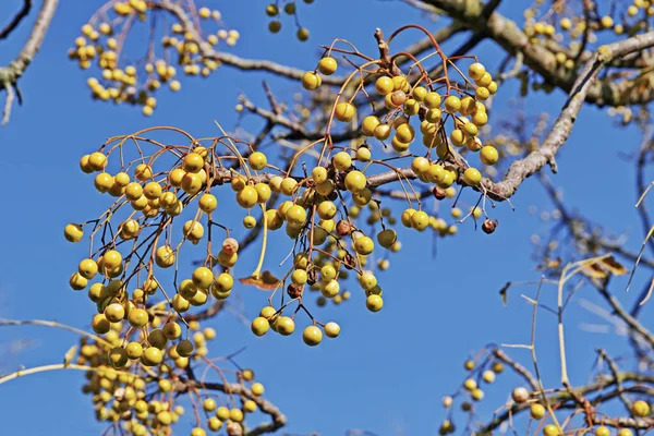 Vruchten van chinaberry — Stockfoto